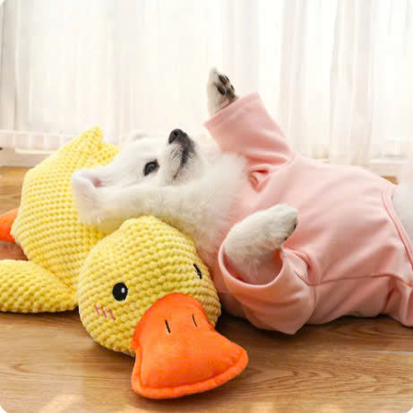 🔥Last Day Sale 50% OFF✨😸Best Friends Calming Duck Toy🐶